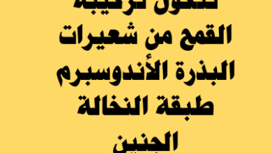 تتكون تركيبة القمح من شعيرات البذرة الأندوسبرم طبقة النخالة الجنين