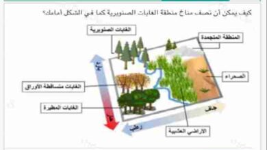 كيف يمكن أن تصف مناخ منطقة الغابات الصنوبرية كما في الشكل أمامك؟